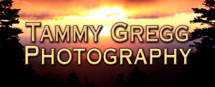 Photographer Sign Design